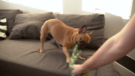 Cute-French-Bulldog-And-Owner-Playing-Colorful-Rope-Toy-In-The-Living-Room---high-angle-shot