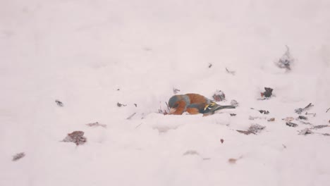 Rotkehlchenvogel,-Der-Nahrung-In-Einer-Verschneiten-Landschaft-Sucht