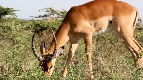 Das-Lange-Horn-Des-Impalas,-Das-Gras-In-Der-Savanne-Des-Nairobi-nationalparks-Füttert