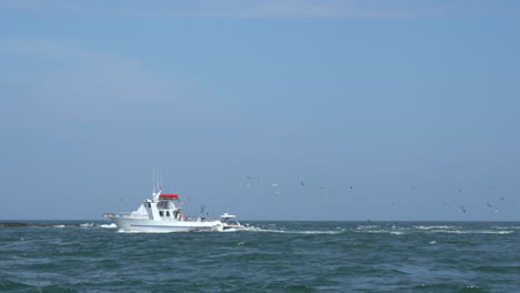 Ein-Boot-Auf-Der-Bucht-Von-Barnegat,-Gefolgt-Von-Einem-Schwarm-Vögel
