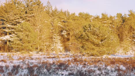 Dichte-Waldwälder-Mit-Schneebedeckten-Vordergrundfeldern-Auf-Dem-Land-Während-Sonniger-Wintertage