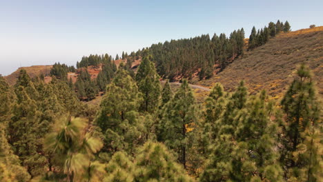 Beautiful-aerial-shot-of-the-lush-green-forest-on-the-mountains-of-Gran-Canaria-on-a-sunny-day