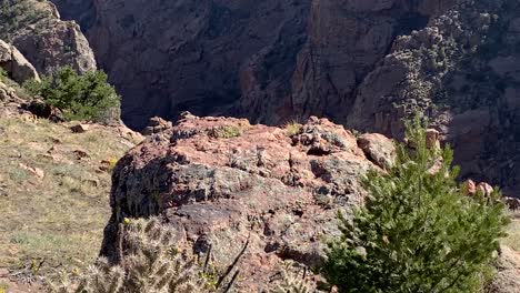 Rocky-Mountains-sparse-vegetation-grow-on-cliff,-Royal-Gorge,-Colorado