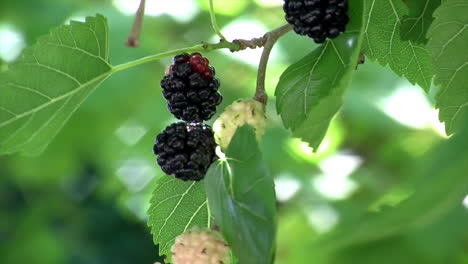 Close-up-of-mulberries-swaying-in-wind