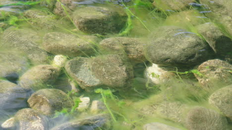 Algas-Verdes-Submarinas-En-Flor,-Balanceándose-Con-Agua-De-Río-Clara-En-El-Lecho-Rocoso