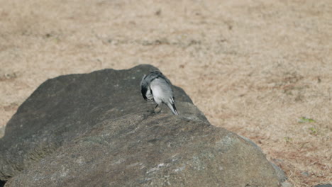 Black-backed-Wagtail-Sitting-On-A-Rock,-Cleaning-Itself-Then-Flew-Away---slow-motion,-close-up