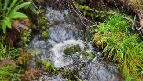 Close-up-footage-of-a-small-stream-flowing-down-covered-in-moss-and-fern-plants-on-the-side---soft-pan-close-up-shot