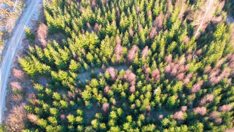 Aerial-top-down-view-of-dead-and-alive-coniferous-trees-during-bright-sunny-day