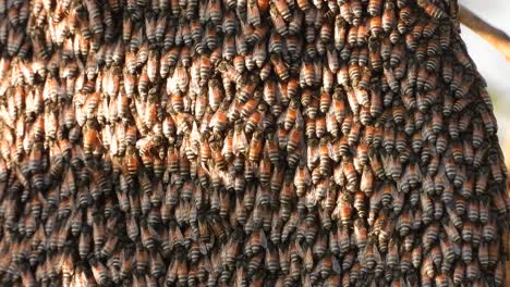 Honey-bees-in-honey-net-