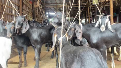 Schwarze-Bengalische-Ziegen,-Die-Mit-Einem-Seil-In-Einer-Bauernhütte-Zum-Verkauf-Oder-Zum-Schlachten-Für-Fleisch-Gebunden-Sind