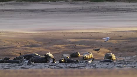 Slowmotion-shot-of-a-group-of-seals-resting-on-the-beach-with-one-breaching-the-surface