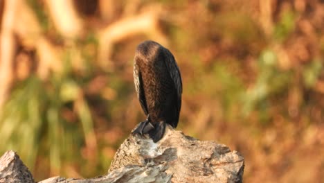 cormorant-waiting-for-pray-in-lake-area-