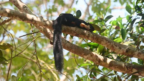Malaiisches-Riesenhörnchen,-Ratufa-Bicolor,-Khao-Yai-Nationalpark,-Thailand