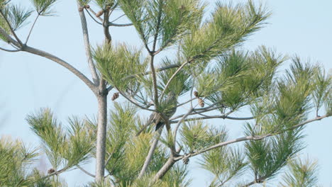 Brown-eared-Bulbul-Perching-On-A-Japanese-Red-Pine-Tree-In-Tokyo,-Japan---low-angle-shot