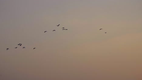 Atardecer-Aves-Aves-Migratorias-Volando-Por-El-Lago-Osmanabad-India-Cerrar