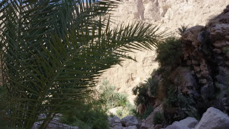 Rocky-path,-palm-trees-leading-to-the-pools-of-Wadi-Shab-canyon,-Oman,-tilt-up