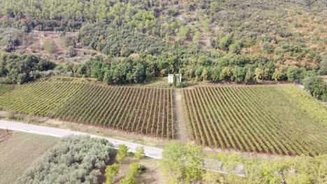 Aerial-landscape-view-of-vineyard-rows,-in-the-hilly-countryside-of-Italy