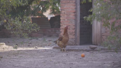A-lone-free-range-chicken-stands-still-and-then-walks-around-in-an-abandoned-area-next-to-a-brick-building