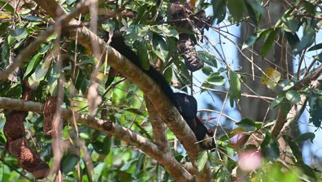 Malayan-Giant-Squirrel,-Ratufa-bicolor,-Khao-Yai-National-Park,-Thailand