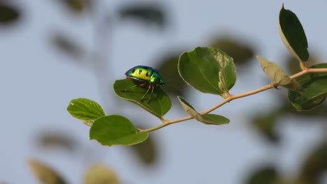 Insect-in-tree-buss-.