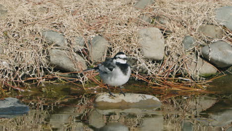 Black-backed-Wagtail-Standing-On-A-Rock-In-River-Preening-And-Shaking-Its-Body