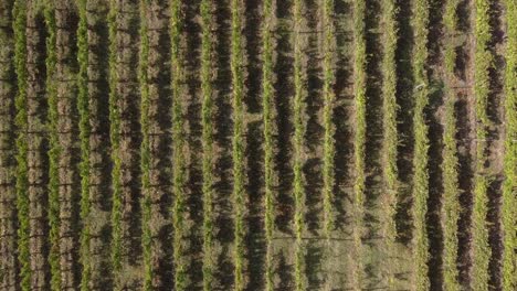 Aerial-top-view-over-vineyard-rows,-in-the-italian-countryside