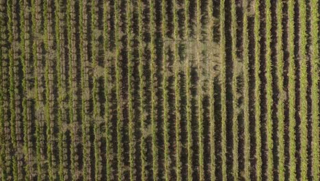 Aerial-top-view-over-vineyard-rows,-in-the-countryside-of-Italy