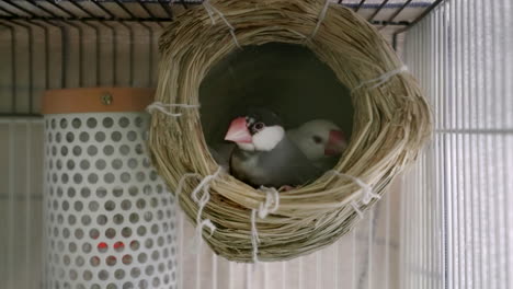 Pair-Of-Java-Sparrows-On-A-Nest-Inside-A-Cage-In-Tokyo,-Japan---close-up
