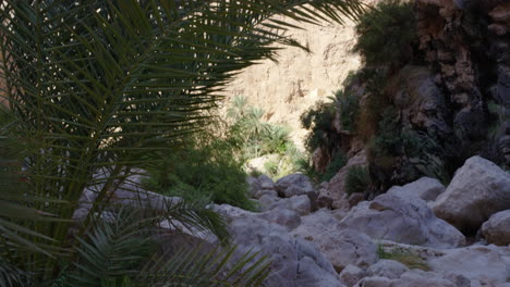 Palm-tree-and-sunny-mountains-in-Wadi-Shab-canyon,-Oman,-wide-shot-tilt-down