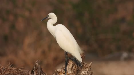 Great-egret-chilling-on-pond-area-