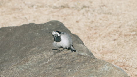Black-backed-wagtail-Scratching-And-Grooming-On-A-Rock-In-Tokyo,-Japan---close-up