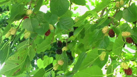 Maulbeerbaumblätter-Und-Früchte-In-Einer-Starken-Brise