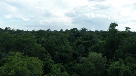 Aerial---Jungle-in-Iguazu-National-Park,-Misiones,-Argentina,-wide-forward-shot