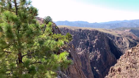 Splendid-Grand-Canyon-panorama-with-dwarf-pine-tree,-Royal-Gorge,-Colorado