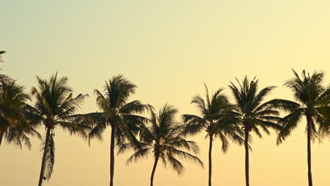 Silhouettes-of-coconut-trees-waving-on-light-summer-breeze-at-golden-hour-sun