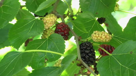 Close-up-of-Mulberries-in-varying-stages-of-ripeness