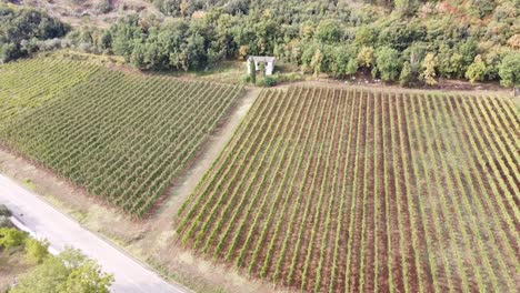 Aerial-view-of-vineyard-rows,-in-the-hilly-countryside-of-Italy