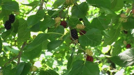 Mulberry-Tree--berries-in-various-stages-of-ripeness