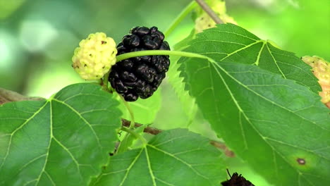 Close-up-of-ripe-and-unripe-mulberries