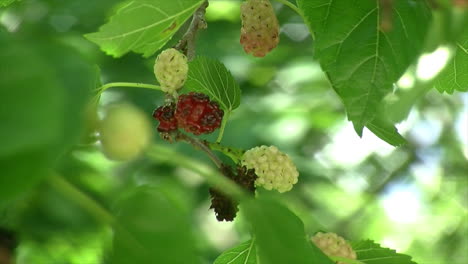 Nahaufnahme-Von-Insektengeschädigten-Maulbeeren-Auf-Einem-Maulbeerbaum