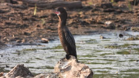 cormorant-chilling-on-lake-area-