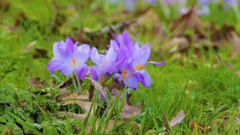 Rare-wild-spring-crocuses-growing-in-open-grassland-in-the-Rutland-county-village-of-Ayston-in-England,-UK