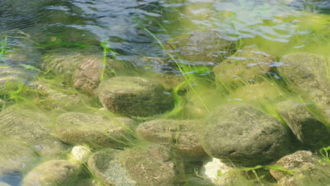 Rocks-Under-Crystal-Clear-Water-Of-River-Covered-In-Algae-During-Sunny-Day