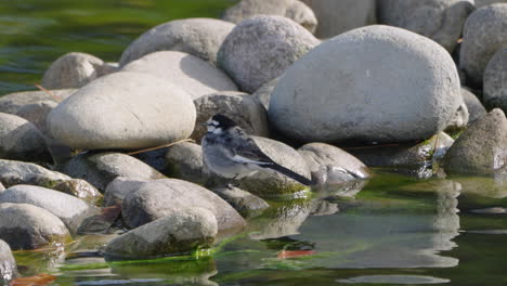 Black-backed-Wagtail-Sitting-On-A-Rocky-Pond-In-Tokyo,-Japan---close-up