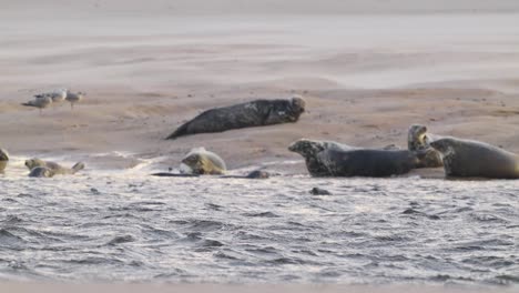 Slowmotion-panning-shot-of-a-family-group-of-seals-resting-on-the-shore-of-a-beach-and-swimming