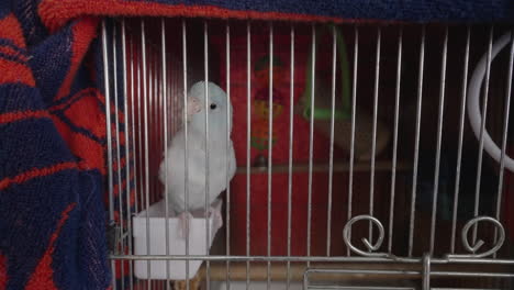 Cute-White-Pet-Parrot-In-A-Cage---Closeup-Shot