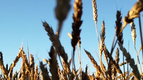 Close-up-Footage-of-Late-Winter-Wheat