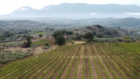 Luftlandschaftsansicht-über-Weinbergreihen-Und-Olivenbäume,-Auf-Dem-Land-Von-Italien