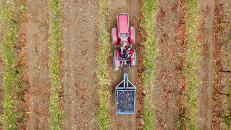 Aerial-view-over-a-tractor-going-through-vineyard-rows,-in-the-countryside-of-Italy