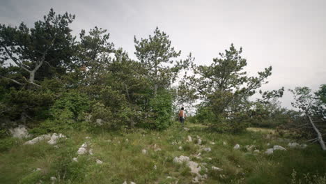 Hiker-with-a-backpack-walking-on-a-path-towards-the-conifers
